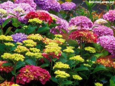 Glade Colors