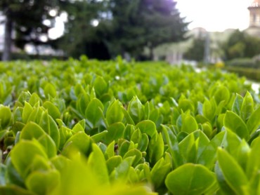 Great green