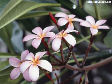 Hibiscus flowers