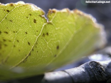 Imperfect leaf