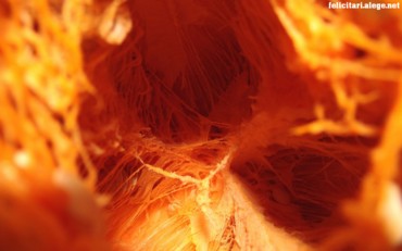 Inner pumpkin