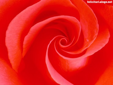 Into Rose Heart