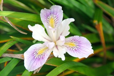 Iris