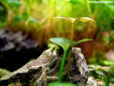 Lending a stalk