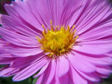 Lilac Flower Close Up