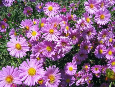 Lilac Flowers In Garden