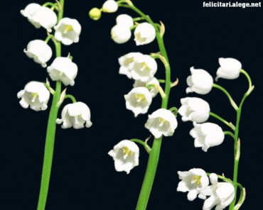 Lily of the valley