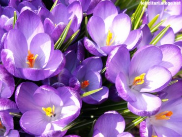 More Crocuses