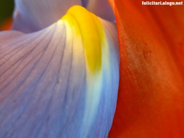 Multicolor flower