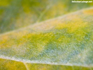 Multicolor leaf