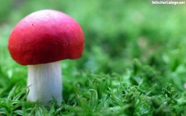 Mushroom red