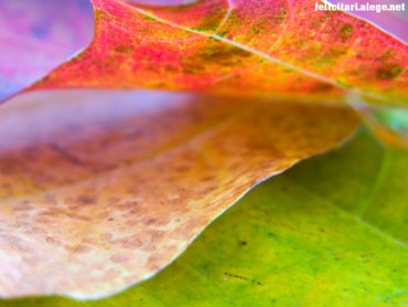 Nice leaf
