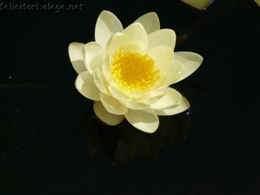 Nufar Galben