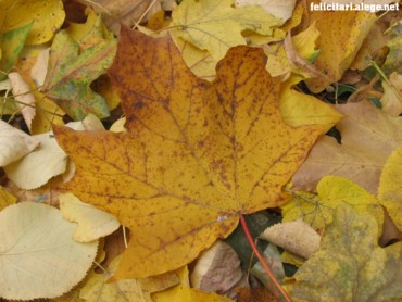 Old Leaf