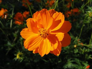 Orange Flower Close Up