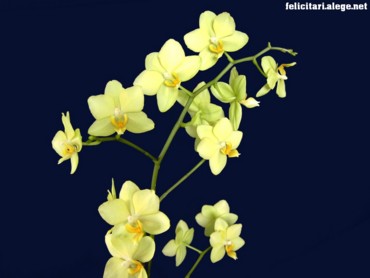 Orchideas