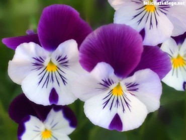 Park Flowers