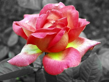 Peace Rose