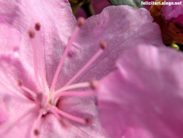 Pink flower