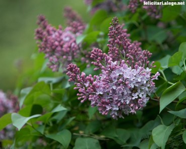 Pink liliac