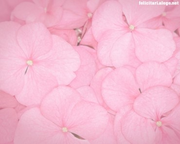 Pink petals