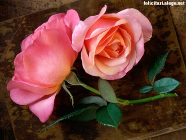 Pink Rose Special