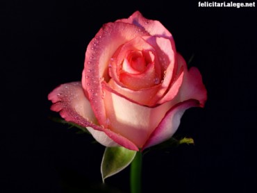 Pink rose