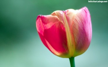 Pink tulip