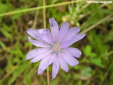 Purple flower #1