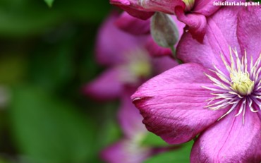 Purple flower