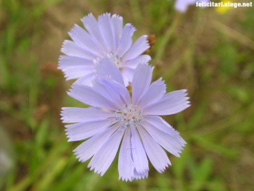 Purple flowers #2