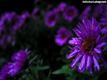 Purple flowers