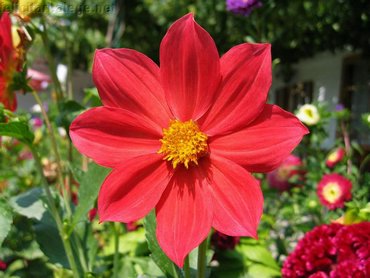 Red Dahlia