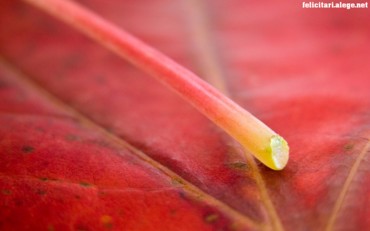 Red leaf