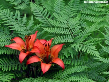 Red Lily