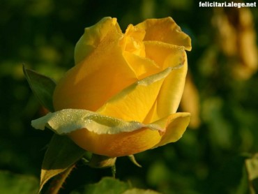Rose Of Gelosy