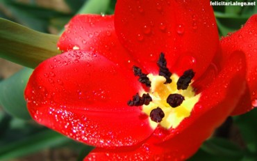 Scarlet tulip