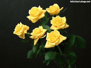 Six Roses