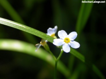 Small white flower