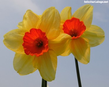 Special Daffodils