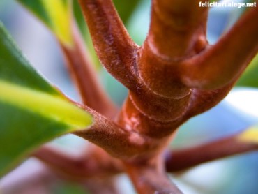 Stems