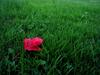 Red leaf on grass
