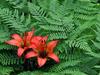 Red Lily
