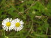 Two Flowers