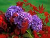 Violet Geraniums