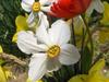 White spring flower