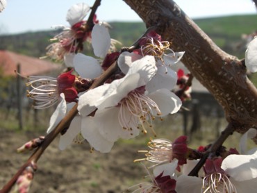 Tree flower