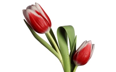 Tulip Model