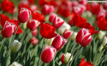 Tulips Spring