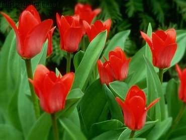 Tulips